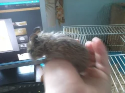 Prodám Vánoční překvapení pro děti I dospělé.